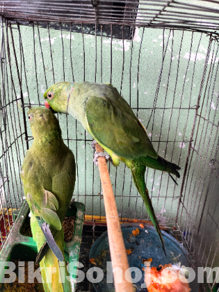 ইন্ডিয়ান রিংনেক টিয়া